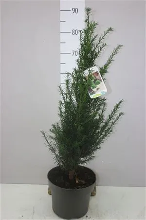 Taxus Baccata • črepník 23 cm