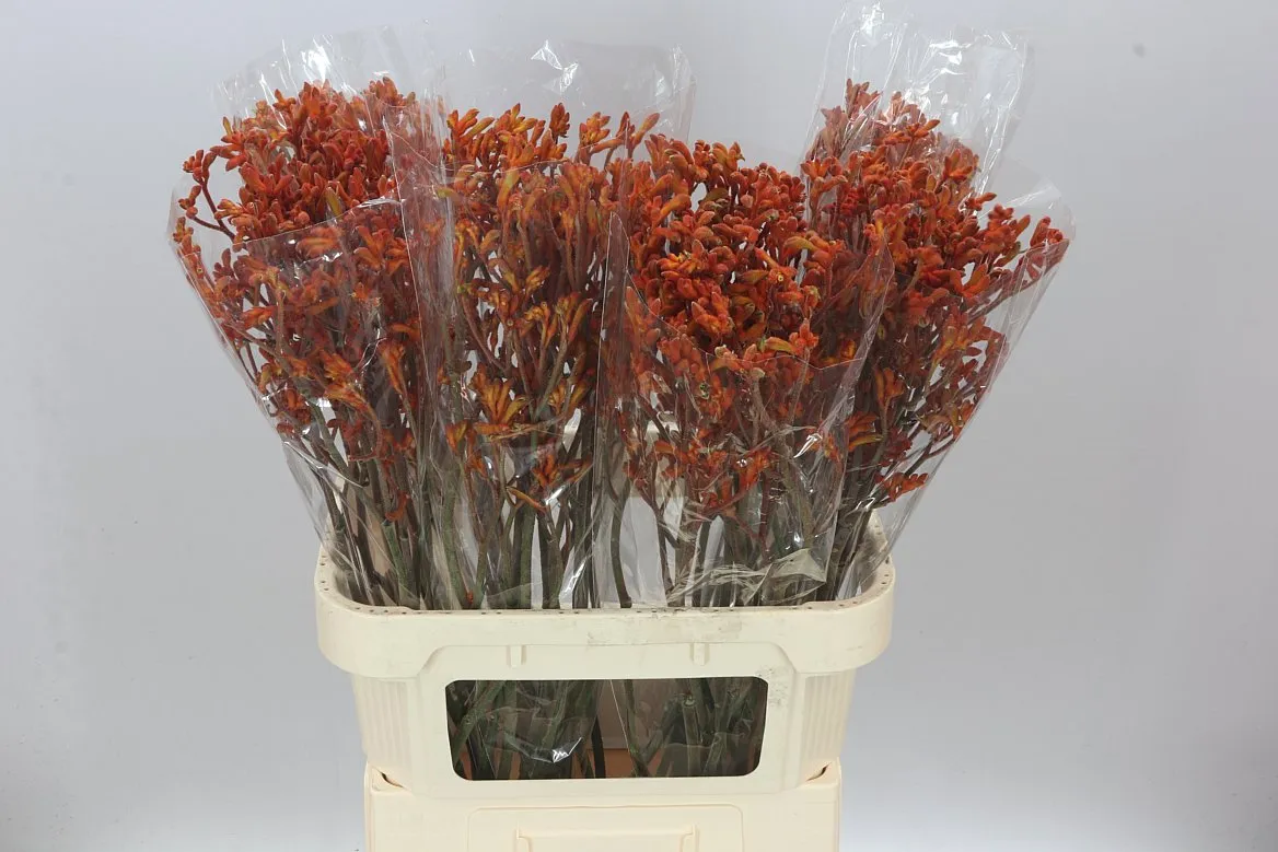 Anigozanthos Sienna Gold • 80 cm