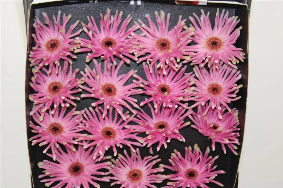 Gerbera Diamond Pastini Vittoria • 55 cm