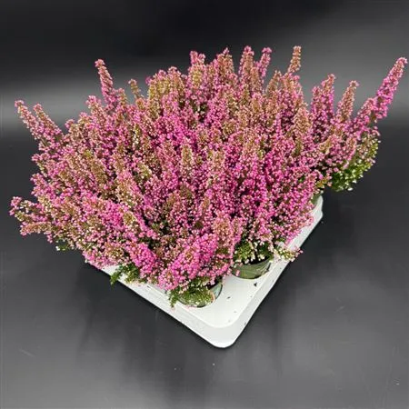 Erica Zo Beauty Queen Mini Roze • črepník 7 cm