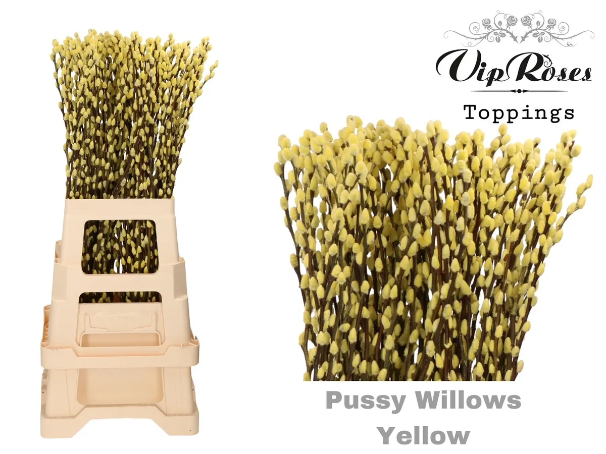 Salix Pussy Willow Yellow • 70 cm