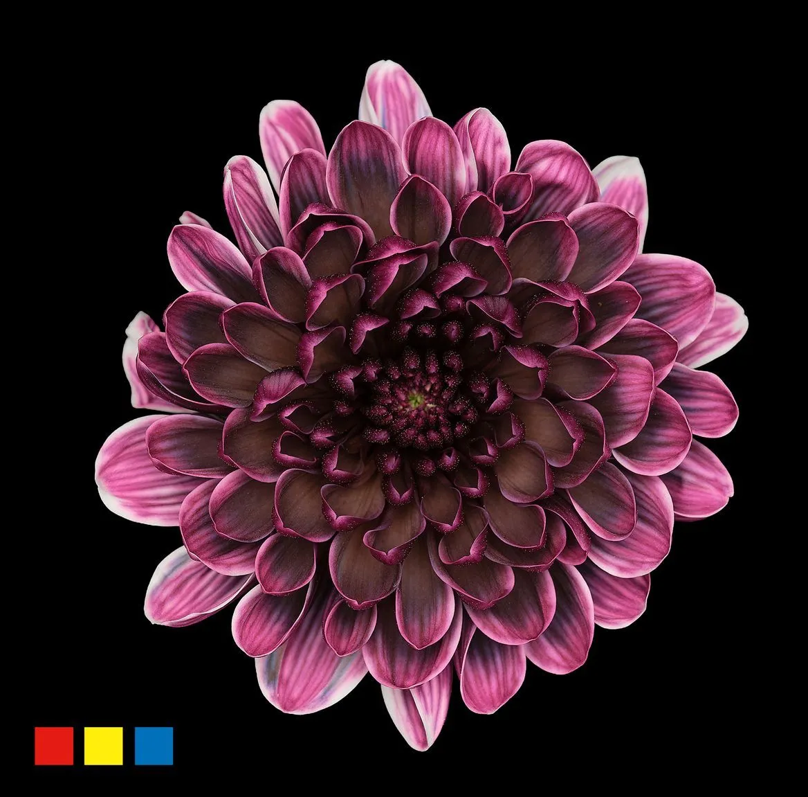 Chryzantéma trsová Altaj Gothic • 70 cm