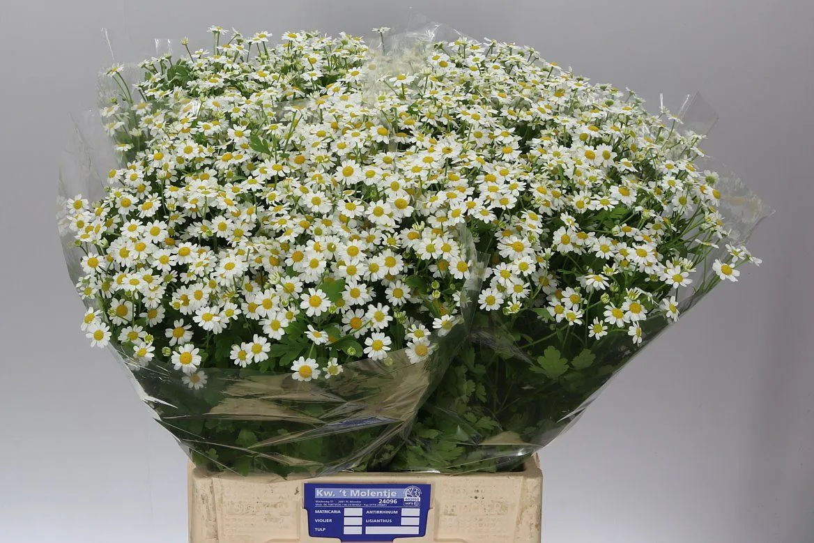 Tanacetum Single Vegmo • 65 cm