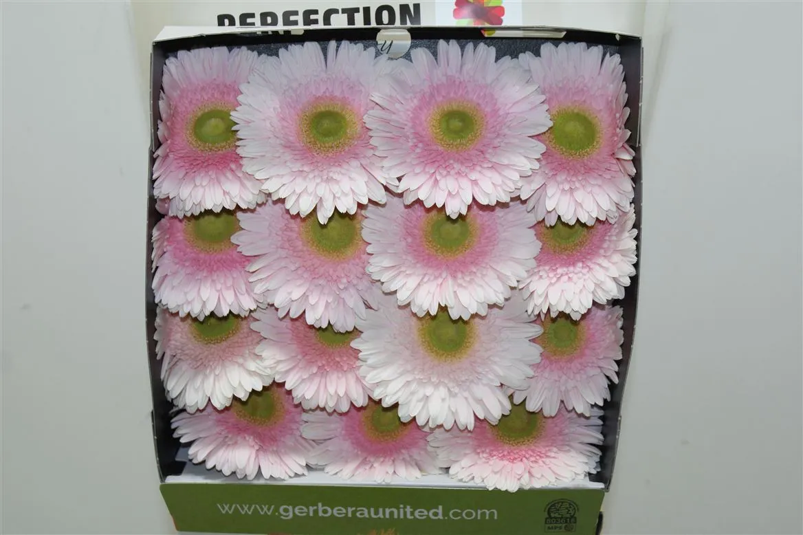 Gerbera Diamond Romella • 55 cm