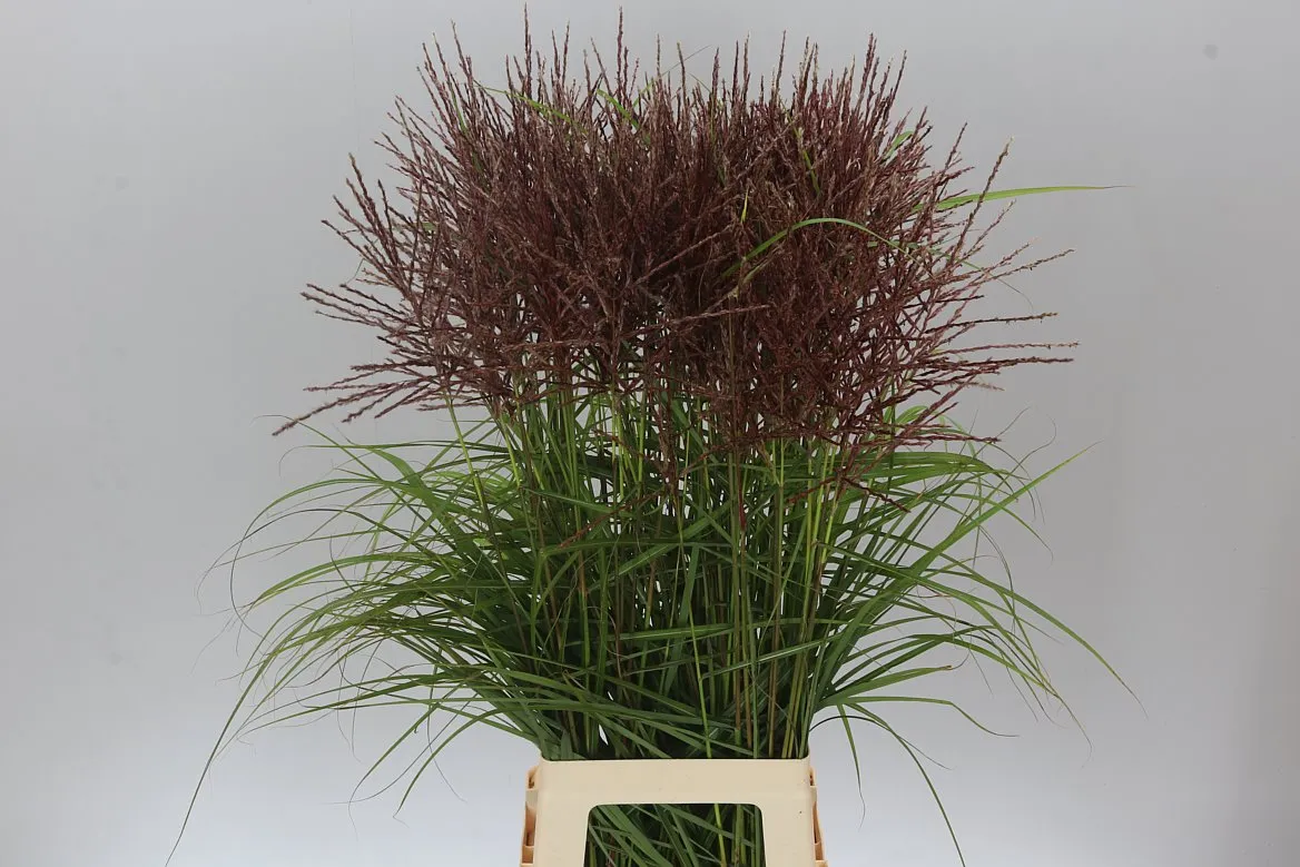 Miscanthus Red • 80 cm