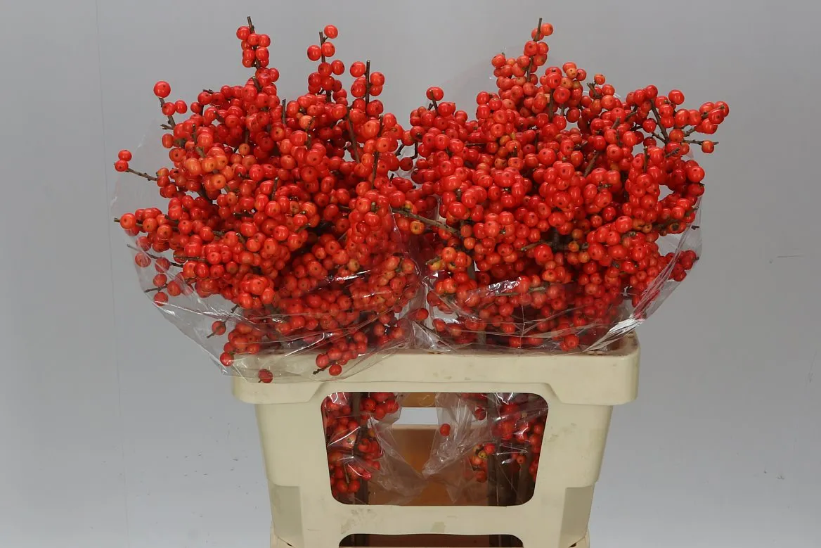 Ilex Magical Times • 60 cm