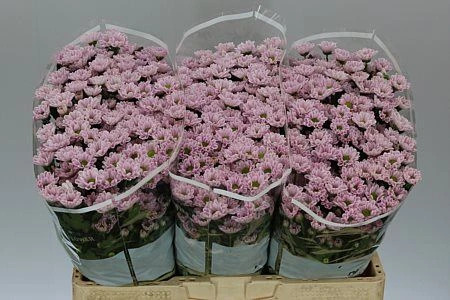 Chryzantéma santini Rossi Pink • 55 cm