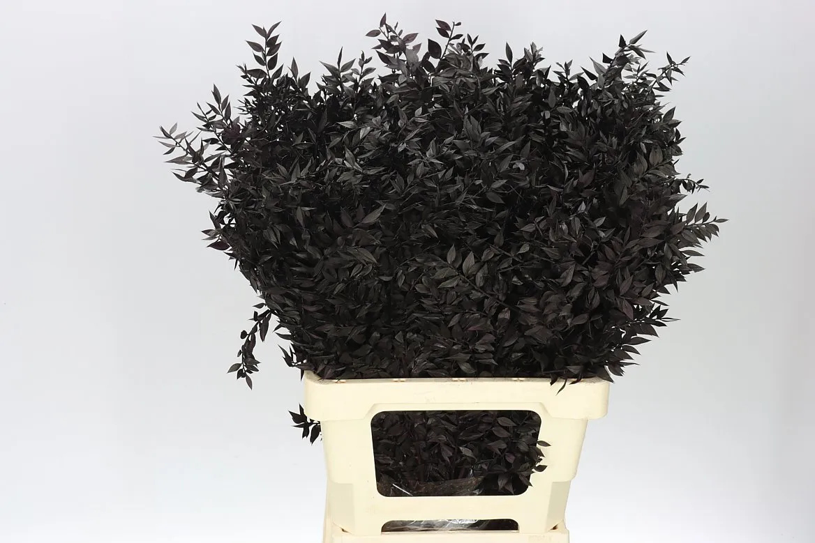 Ruskus Black • 65 cm