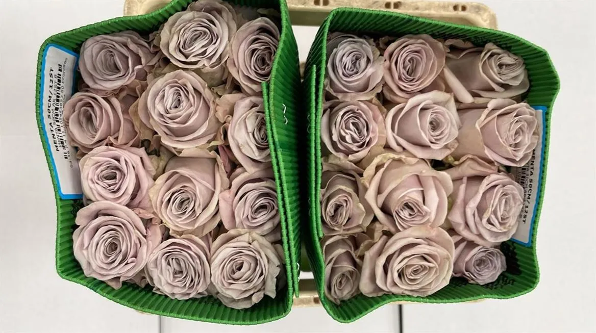 Rosa Gr Ec Menta • 60 cm
