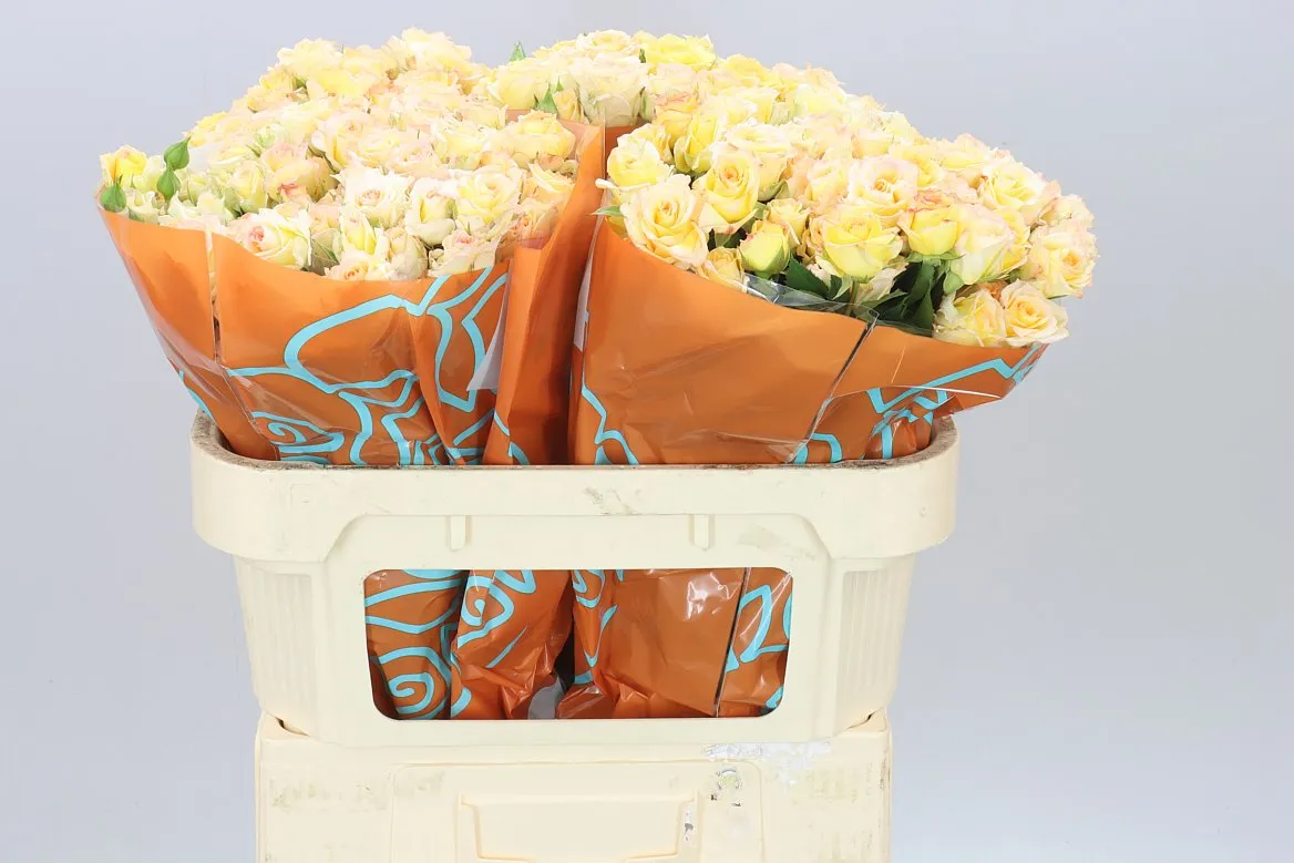 Rosa Tr Sweet Chablis • 70 cm