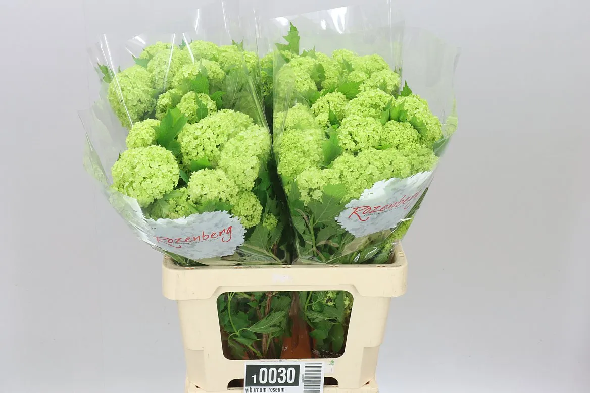 Viburnum Roseum • 60 cm
