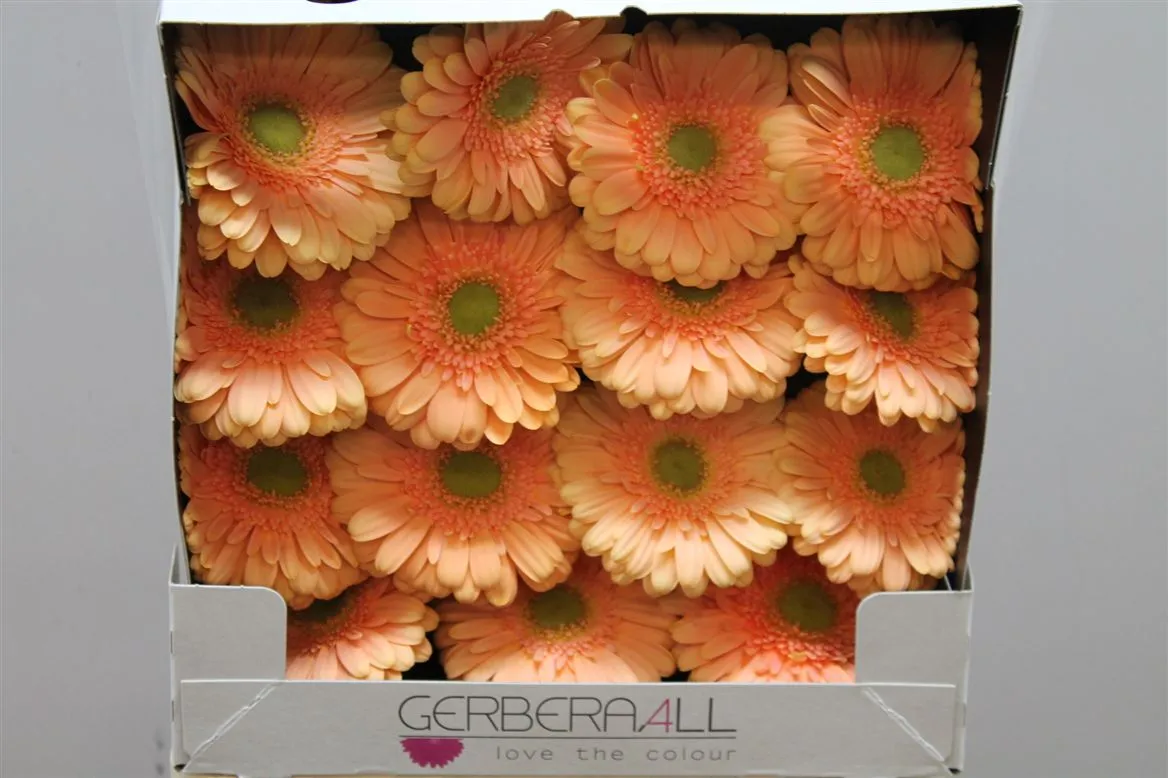 Gerbera Diamond Pre Extase • 55 cm
