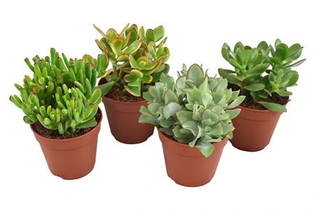 Crassula mix • črepník 12 cm