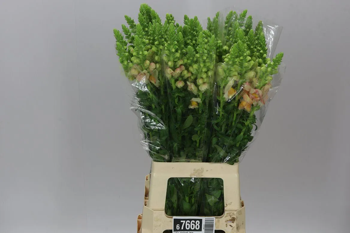 Papuľka Apricot Imp • 75 cm