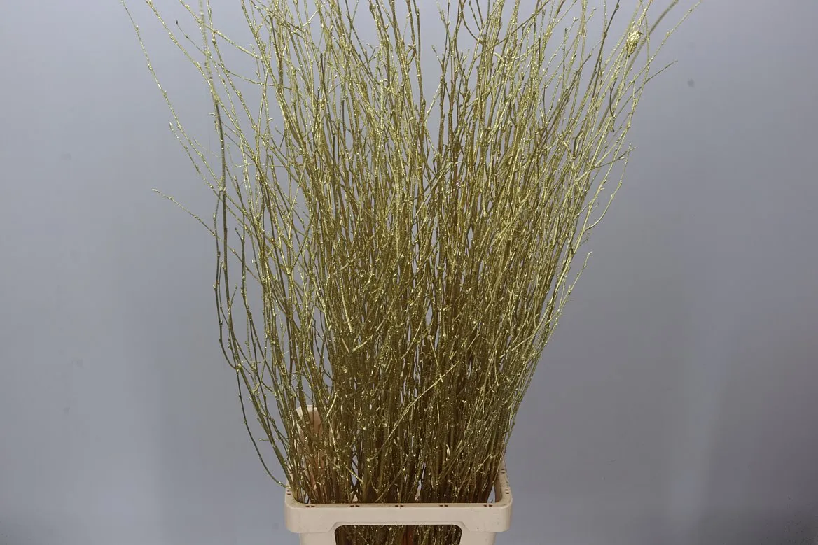 Breza Gold Glitter • 120 cm