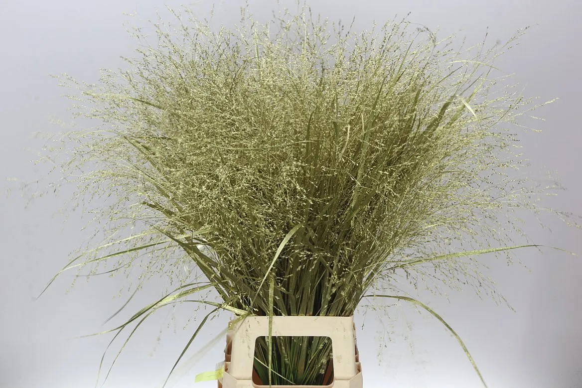 Panicum farbené Gold • 90 cm