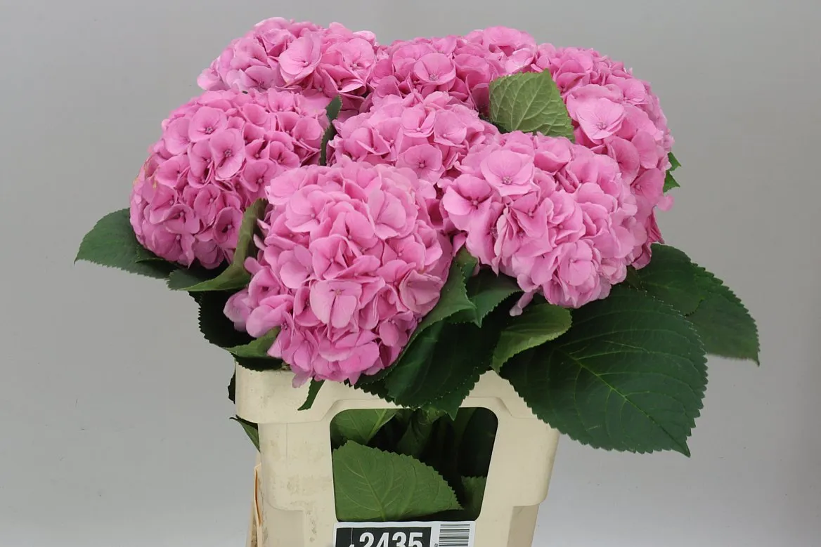Hydrangea Heaven • 60 cm