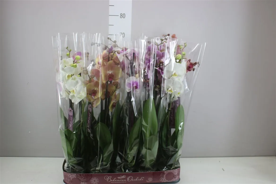 Orchidea Phalaenopsis mix, 3 výhony • črepník 12 cm