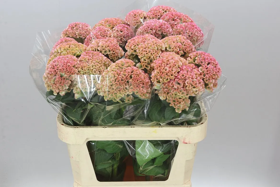 Celosia C Champagne • 80 cm