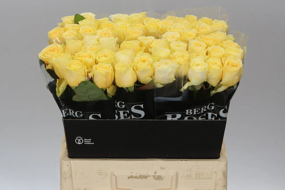 Ruža Buttercup Holl • 60 cm
