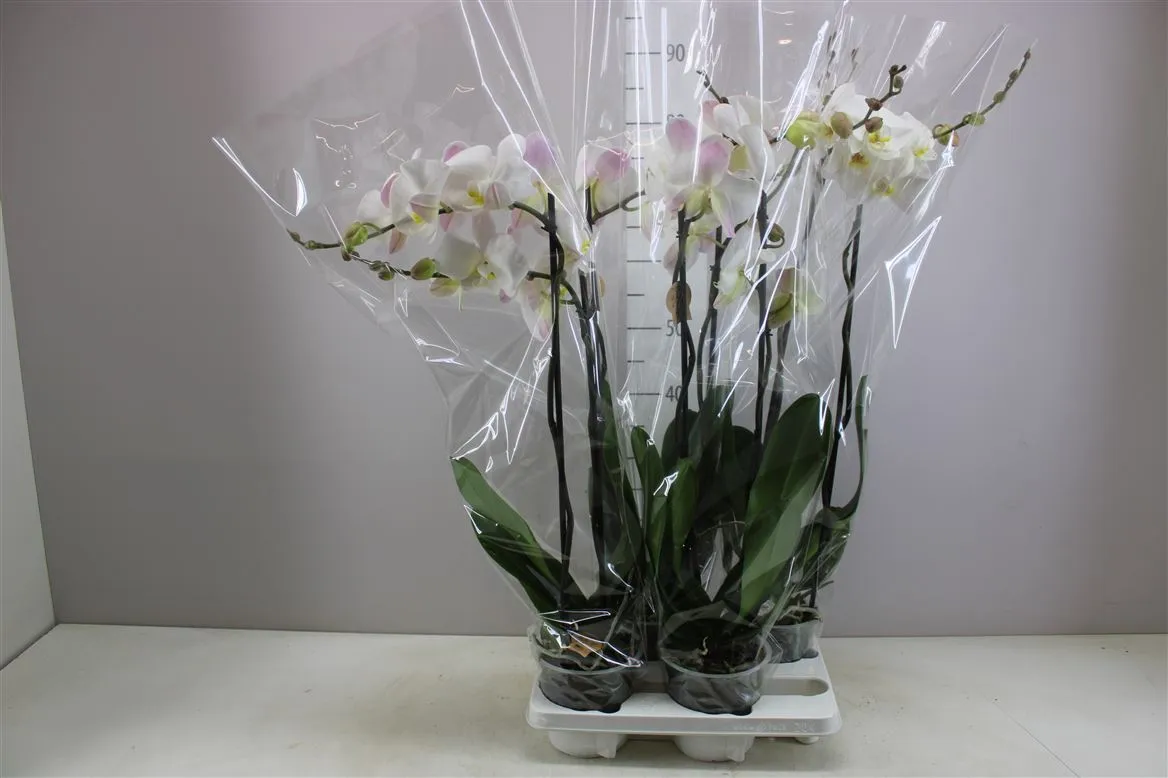 Orchidea Phalaenopsis biela, 2 výhony • črepník 15 cm