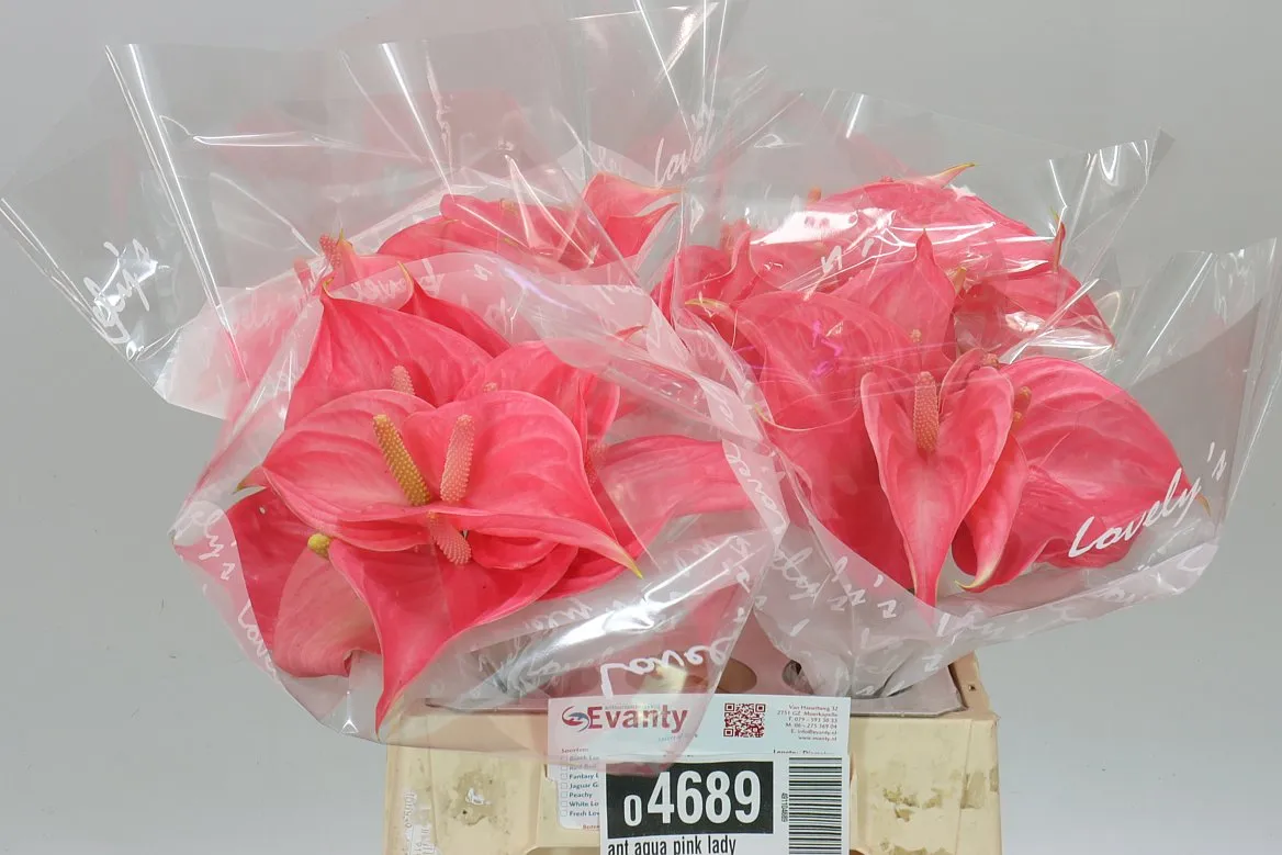 Ant Aqua Pink Lady