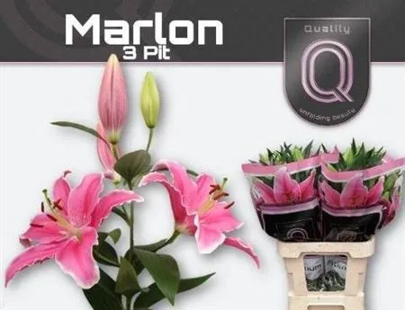 Lil Or Marlon • 75 cm