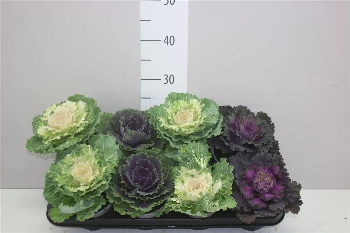 Brassica (sierkool) Gemengd. • črepník 13 cm