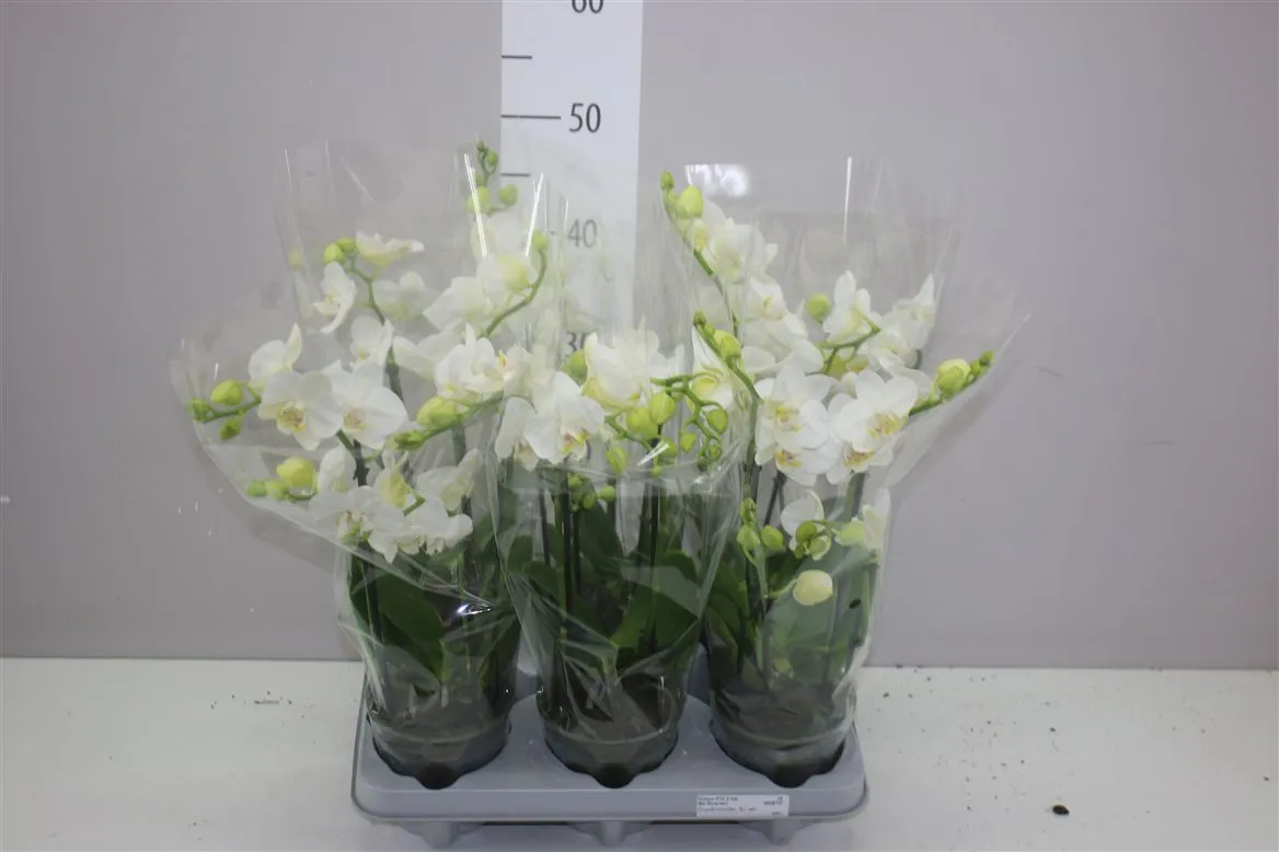 Orchidea Phalaenopsis Mtfl biela A2, 2 výhony • črepník 12 cm