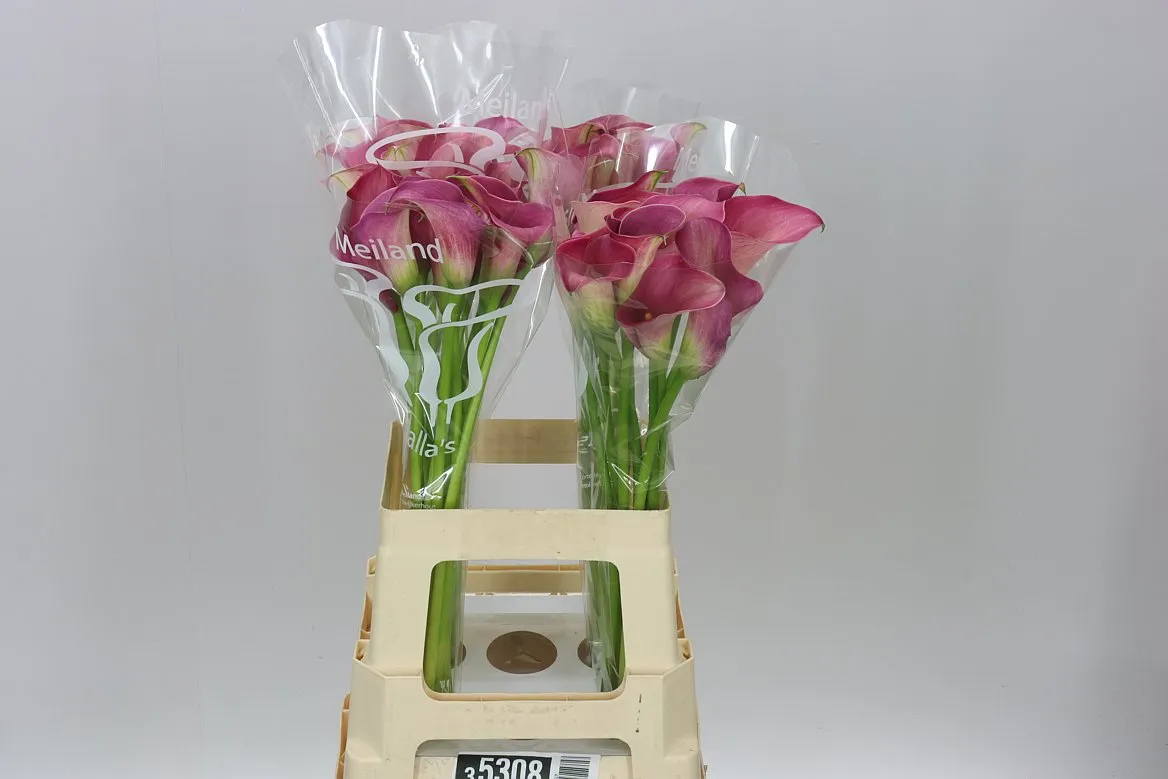 Kala Capt Romance • 65 cm