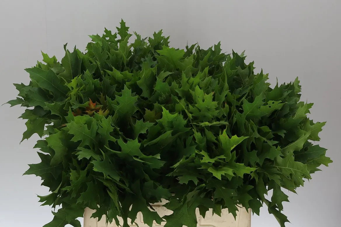 Quercus Palustrus • 60 cm