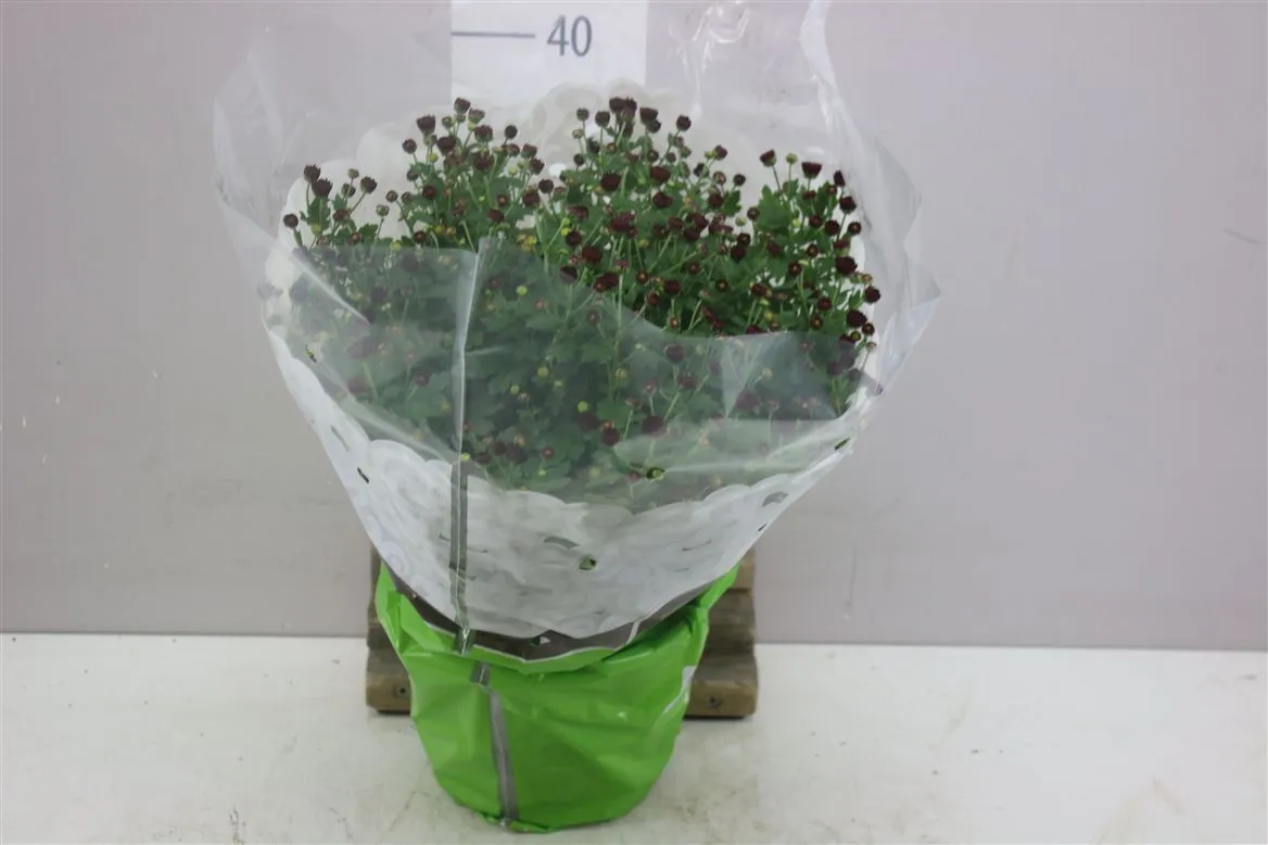 Chrysanth Bol Jasoda Red • črepník 19 cm