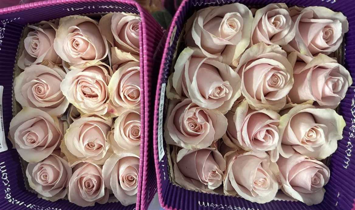 Rosa Gr Ec Sweet Beat • 70 cm