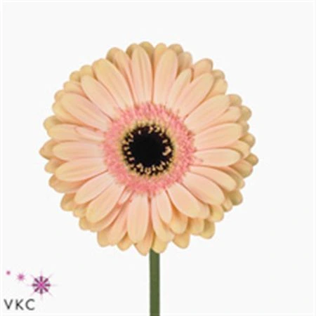 Gerbera Alliance • 45 cm