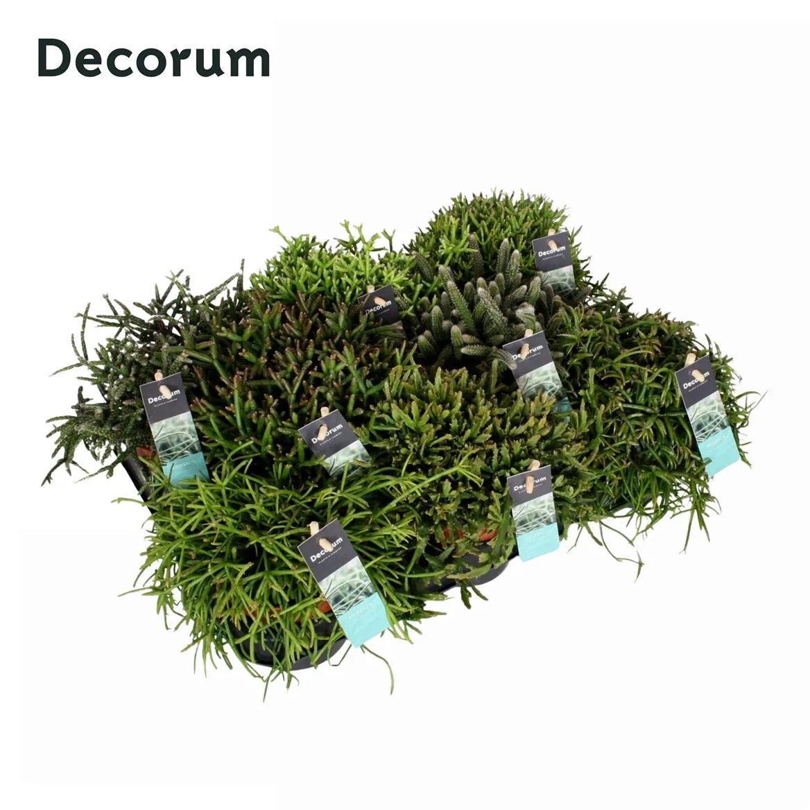Rhipsalis Gemengd 10,5 Cm Decorum • črepník 10,5 cm
