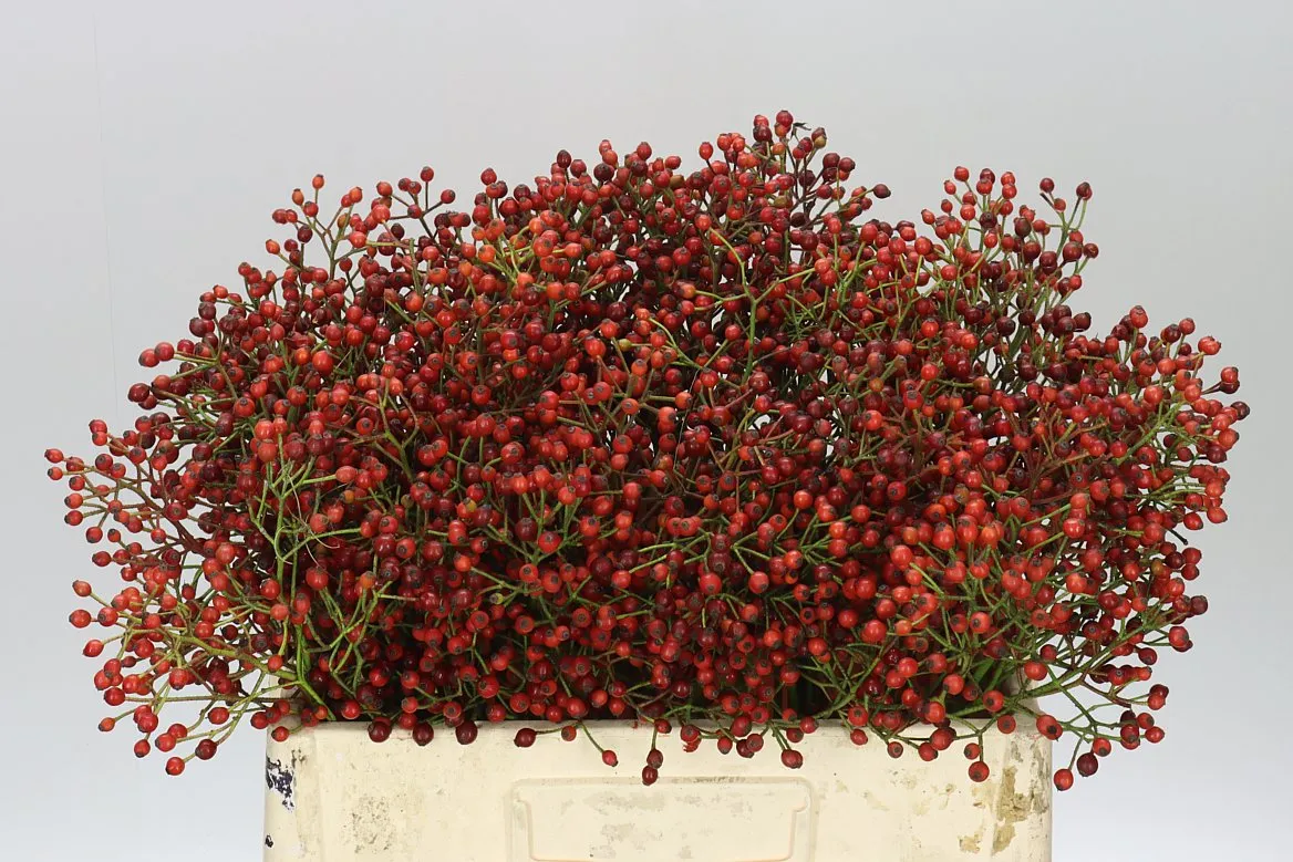 Šípky Mag Cascade • 55 cm