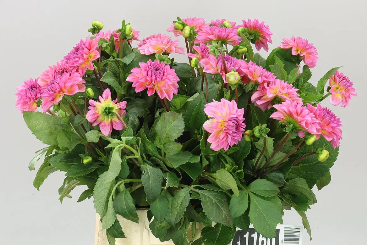Dahlia Esli • 45 cm