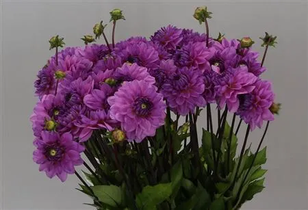 Dahlia Toledo • 50 cm