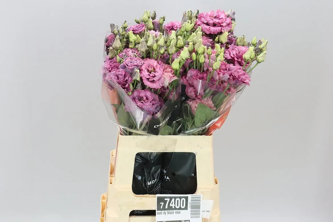 Eust Dy Black Rose • 70 cm