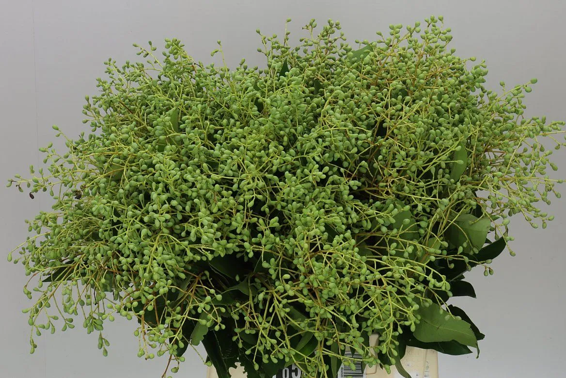 Ligustrum Berries Green • 55 cm