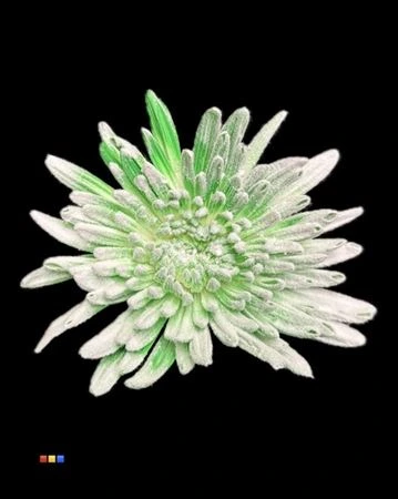 Chryzantéma veľkokvetá Ana Snow Green • 70 cm