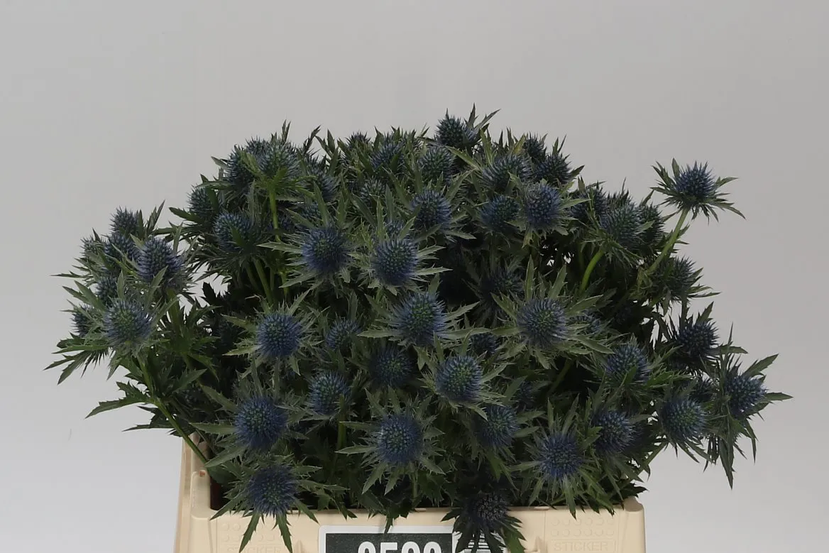 Eryngium Aqua • 40 cm