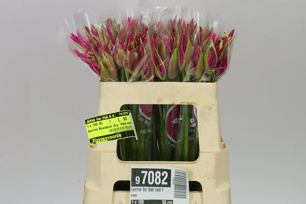 Nerine Bo Bas Van Roon • 50 cm