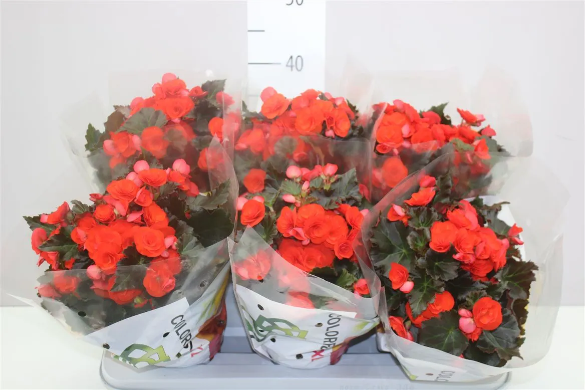 Begónia plnokvetá Mocca Orange • črepník 14 cm