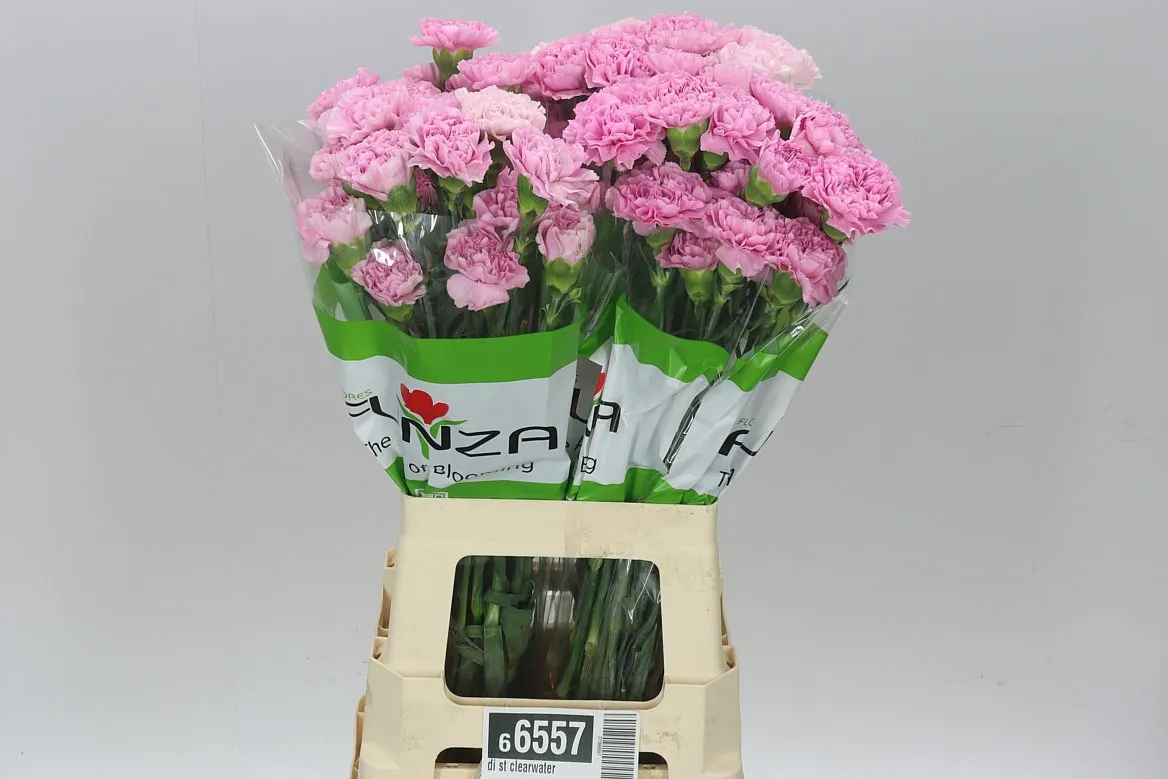 Karafiát Clearwater Box • 65 cm