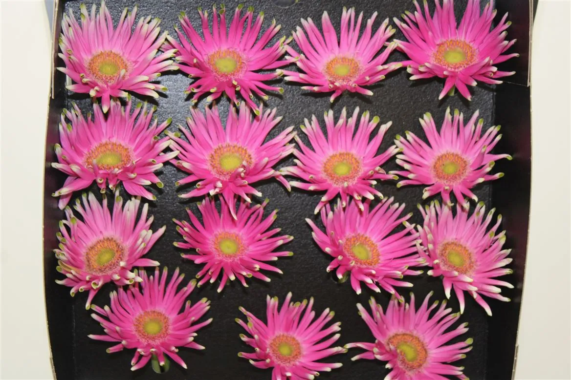 Gerbera Diamond Pastini Milazzo • 55 cm