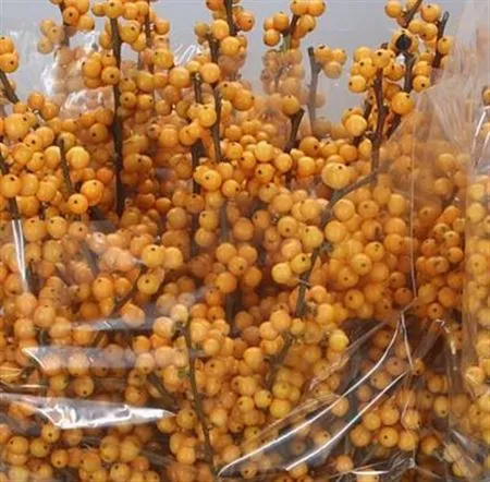 Ilex Golden Verboom • 50 cm