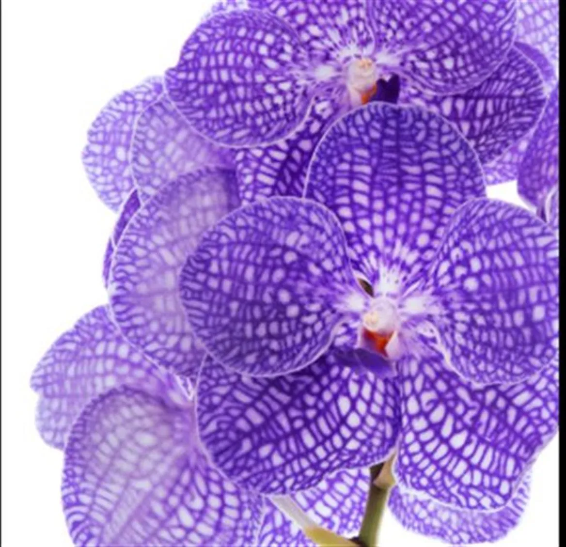 Orchidea Vanda Kan Indigo • 25 cm
