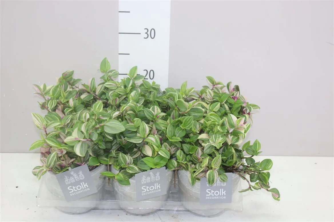 Tradescantia Fl Quadricolor Stone v keramike • črepník 13 cm