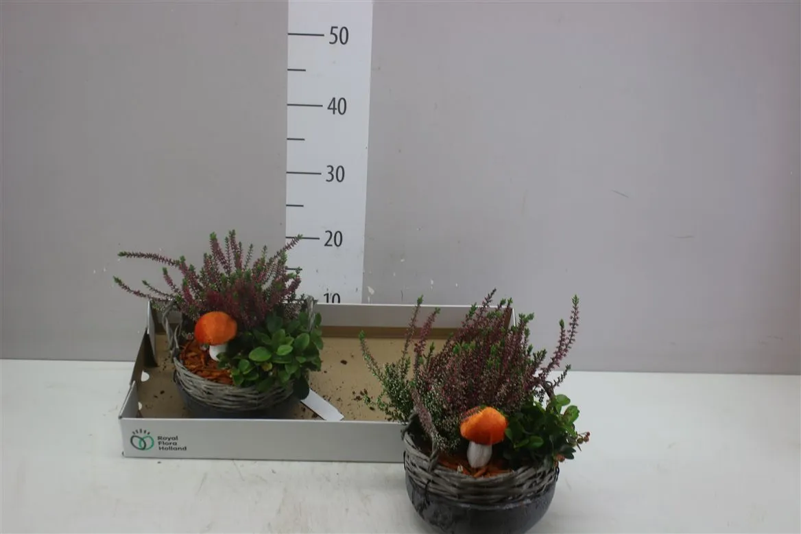 Arr Tuinplanten In Beton Met Riet Rond • črepník 18 cm